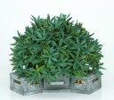 Zen_Terrain_modular_planters_8