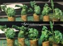 Scibor_Miniatures_Neue_Greens