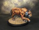 ArenaRex Tiger