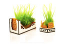 Gingermane Planters 2