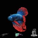 Robot Rocket Miniatures Betta 1