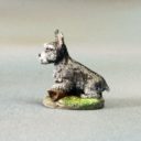 DSM Miniature Schnauzers #2 – 3 Pack 5