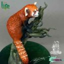 RRM The Red Panda 5