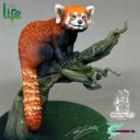 RRM The Red Panda 6